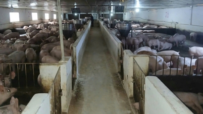 Từ vùng trũng nghèo đến mô hình kinh tế khép kín hiệu quả