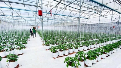 ការទាញយកអត្ថប្រយោជន៍ពី FTA ជំនាន់ថ្មី៖ តើឧស្សាហកម្មបន្លែ និងផ្ការបស់ខេត្ត Lam Dong ត្រូវការការរៀបចំអ្វីខ្លះ?