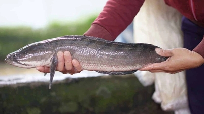 輸入魚と遜色ない栄養価なのに、安価なベトナム産の魚3種類。