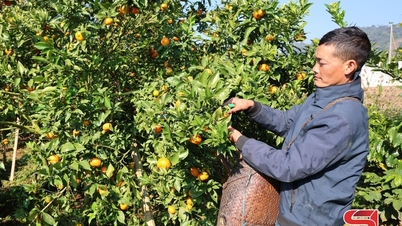 Son La is developing standardized agricultural and forestry raw material areas.