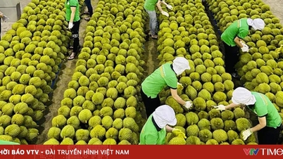 ការនាំចេញផ្លែឈើ និងបន្លែរបស់វៀតណាមទៅកាន់ប្រទេសចិនលើសពីកម្រិតកំពូលនៅឆ្នាំ ២០២៤។
