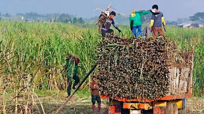 Philippines gia hạn lệnh cấm nhập khẩu đường đến hết tháng 12-2026