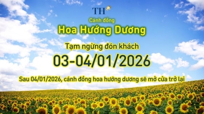 Le champ de tournesols sera temporairement fermé les 3 et 4 janvier 2026.