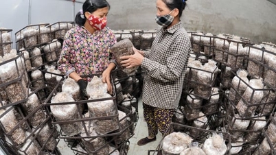 ប្រាក់ចំណូលខ្ពស់ពីការផលិតផលិតផលពិសេស។