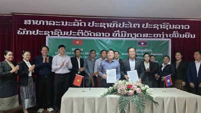 ខេត្តឡាំដុងគាំទ្រខេត្តបូលីខាំសៃ (ឡាវ) ក្នុងការអភិវឌ្ឍវិស័យកសិកម្ម។