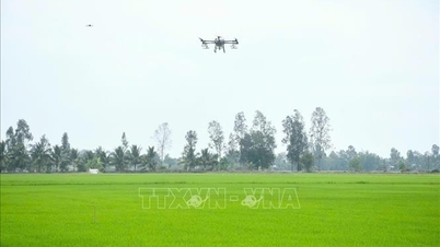 La FAO apprécie grandement les progrès accomplis par le Vietnam en matière de développement agricole durable.