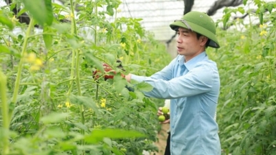 ខេត្ត Lao Cai កំពុងឃើញការរីកចម្រើននៃគំរូកសិកម្មសរីរាង្គ រង្វង់ និងបច្ចេកវិទ្យាខ្ពស់។