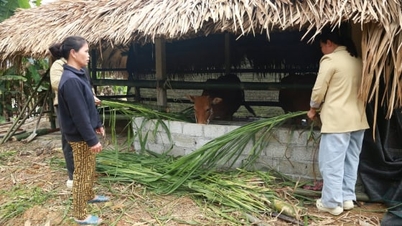 Poverty reduction in Yen Thanh is targeted correctly and meets the needs of the target groups.