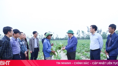 Vice Chairman of the Provincial People's Committee Ho Huy Thanh inspects agricultural production in various localities.