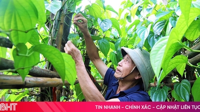 The village known for producing betel leaves fit for royalty in Ha Tinh is bracing itself for the upcoming Tet season.