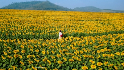 Het zonnebloemveld ligt op 250 km van Hanoi, en bezoekers reizen er vanaf middernacht naartoe om in te checken.