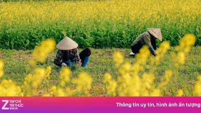 What is it about the cabbage field that has become a trending check-in spot in Hanoi?