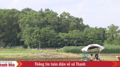 Prowincja Thanh Hoa przeznacza 90 milionów VND/ha na wsparcie rozwoju ekologicznych obszarów uprawy ryżu.