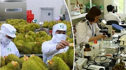 Durian ihracatı için teknik sürecin standartlaştırılması.