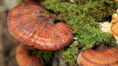 Bolehkah cendawan Reishi melawan kanser?