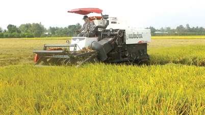 Mô hình cánh đồng lớn sản xuất lúa cho lợi nhuận cao
