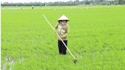 Phòng trừ sâu bệnh trên lúa Đông Xuân