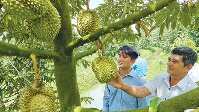 Hợp tác xã nông nghiệp ở TP Cần Thơ ngày càng lớn mạnh
