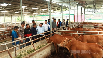 Tập trung phát triển chăn nuôi đại gia súc