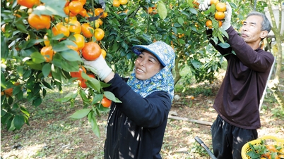 Bac Ninh: Pęd do zbiorów owoców pod koniec roku.
