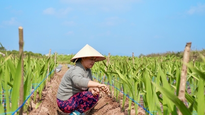 กำลังยุ่งอยู่กับการดูแลดอกเตย
