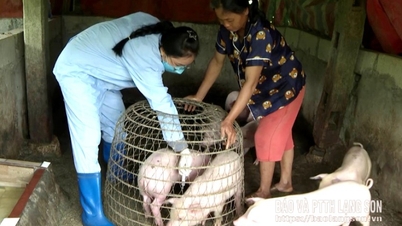 การป้องกันการกลับมาแพร่ระบาดของโรคอหิวาต์แอฟริกันในสุกร
