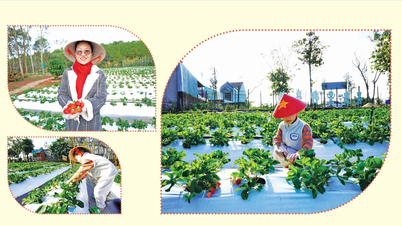 Going to Pleiku to pick Japanese strawberries.