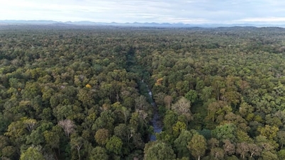 Desarrollo de créditos de carbono a partir del potencial forestal de Dak Lak.