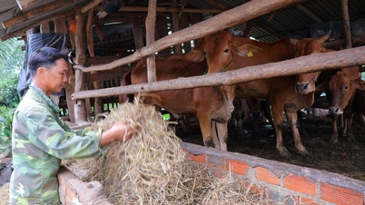 “Cần câu” giúp người dân Ea Nuôl thoát nghèo
