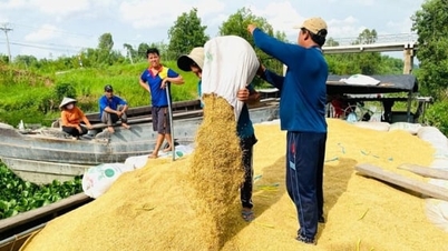 តម្លៃអង្ករថ្ងៃនេះ ថ្ងៃទី ២៣ ខែធ្នូ ឆ្នាំ ២០២៥៖ តម្លៃអង្ករកំពុងមាននិន្នាការកើនឡើង។