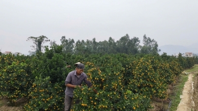 Binh Khe is ready to supply flowers and ornamental plants for Tet.