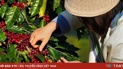 Le Vietnam est le principal fournisseur de café sur le marché russe.