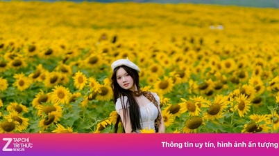 Ken poses as a 'muse' at the hottest sunflower field in Nghe An.