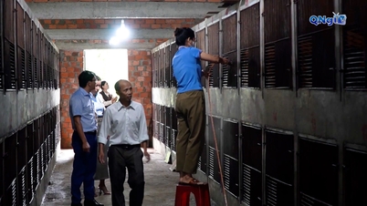 การเลี้ยงชะมด – แนวทางใหม่ที่มีประสิทธิภาพในจังหวัดกวางงาย