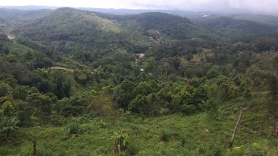 Dak Lak regulates the payment for forest environmental services.