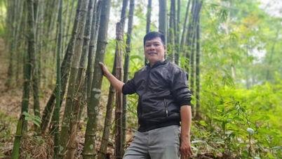 Nghe An focuses on developing the value of planted forests.