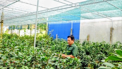 Bunga Kamelia 'maju ke arah pejabat' di Kieu Trung