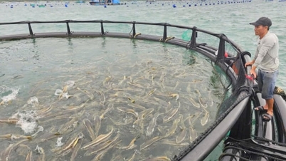 ខេត្ត Khanh Hoa ប្រើប្រាស់វិធីសាស្រ្តបច្ចេកវិទ្យាខ្ពស់សម្រាប់ការចិញ្ចឹមត្រី។