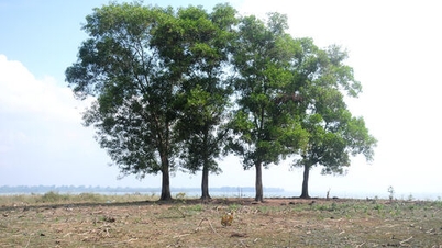 Discover the uninhabited island in Dau Tieng Lake.