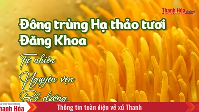 [REVIEW OCOP] Đông trùng hạ thảo tươi Đăng Khoa - Tự nhiên, Nguyên vẹn, Bổ dưỡng