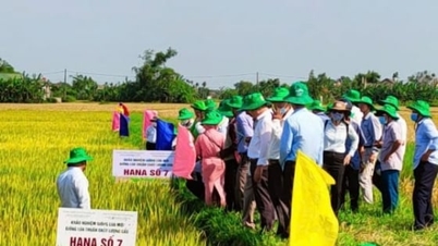 កសិករ​នៅ​ខេត្ត​ង៉េអាន​ចាប់អារម្មណ៍​នឹង​ពូជ​អង្ករ HANA លេខ 7 សុទ្ធ។
