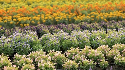 A Syngenta Flowers apresenta sua coleção de variedades de flores tropicais em Sa Dec.