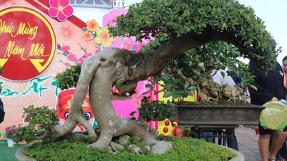 Se llevará a cabo la Exposición y Competencia de Plantas Ornamentales Buôn Hồ 2025, junto con la presentación de productos OCOP y ofertas culinarias que fomentan el desarrollo comunitario.
