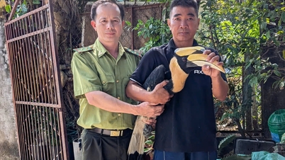 Einwohner von Ho-Chi-Minh-Stadt übergaben freiwillig seltene Nashornvögel.