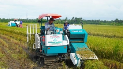 Cần Thơ làm gì để mở rộng vùng trồng lúa phát thải thấp?