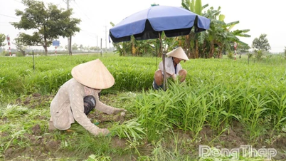 Vegetable prices have dropped sharply.