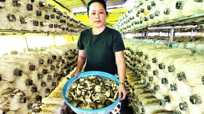 ការអនុវត្តបច្ចេកវិទ្យា IoT ក្នុងការផលិតផ្សិតអយស្ទ័រ។