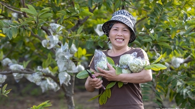 ការប្រមូលផលផ្លែប៉ោម​ក្រៅរដូវនាំមកនូវសេចក្តីរីករាយដល់ភ្នំ និងព្រៃឈើនៃសង្កាត់ង្វៀនត្រាយ។