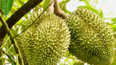 24 Aralık, bugünkü durian fiyatları: Tayland durianının kilogram fiyatı 105.000 VND seviyesinde kaldı.