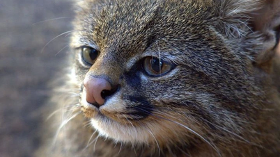 Colocolo cats: Solitary predators and ecologically important.